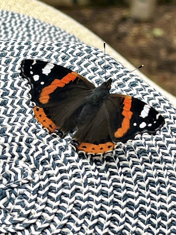 Red Admiral on a hat